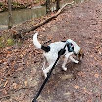Enlarge Boe, a Adoptable Hound in Wake Forest, NC image 2/6