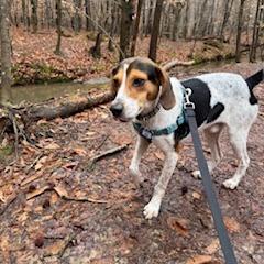 Enlarge Boe, a Adoptable Hound in Wake Forest, NC image 3/6