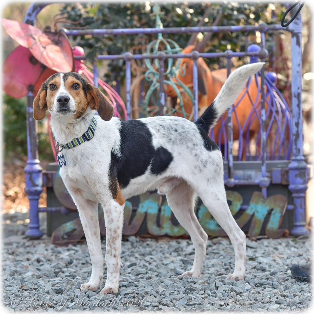 Enlarge Boe, a Adoptable Hound in Wake Forest, NC image 6/6