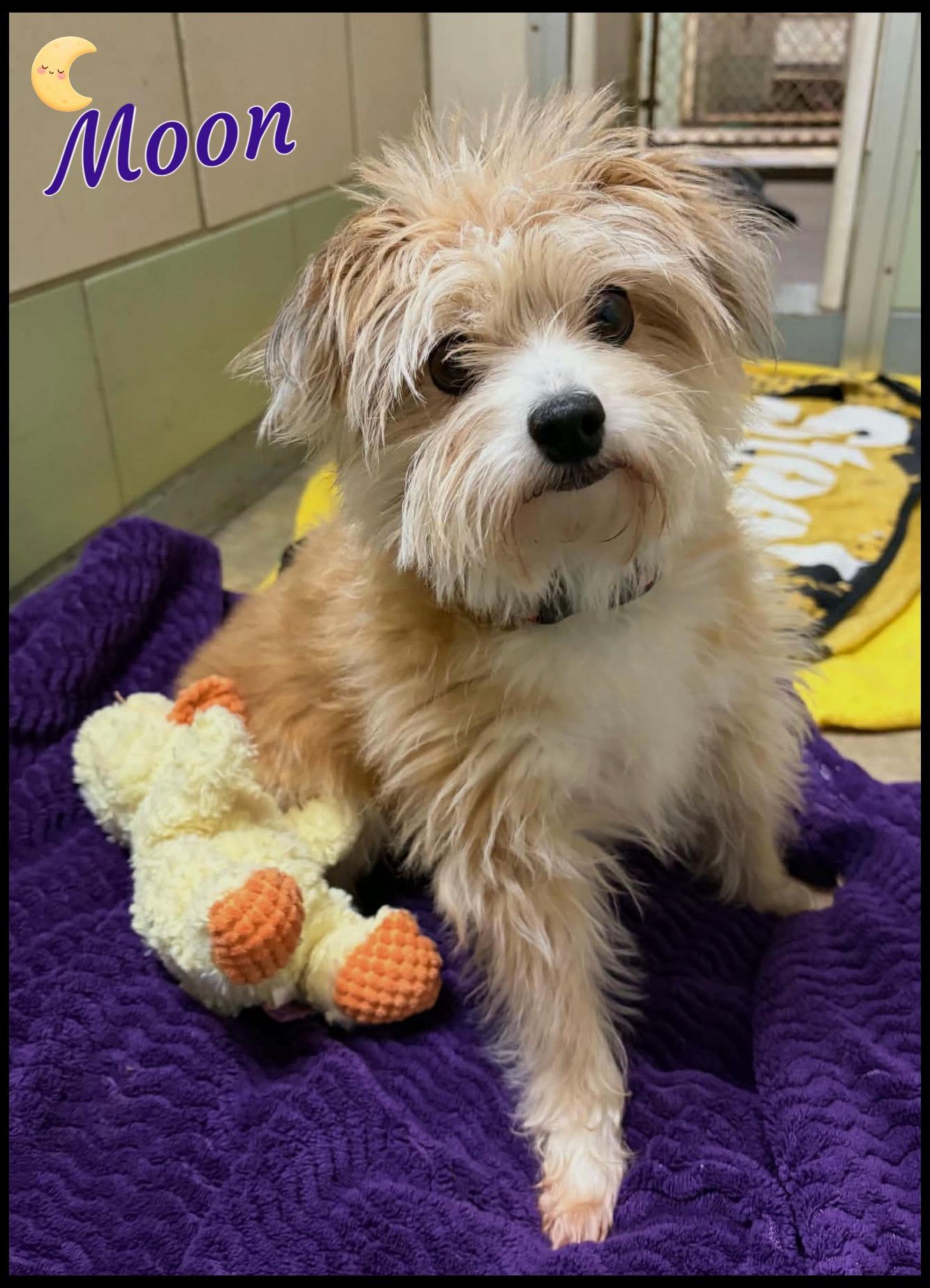 Enlarge Moon, a Adoptable mixed breed in Shippenville, PA image 6/6