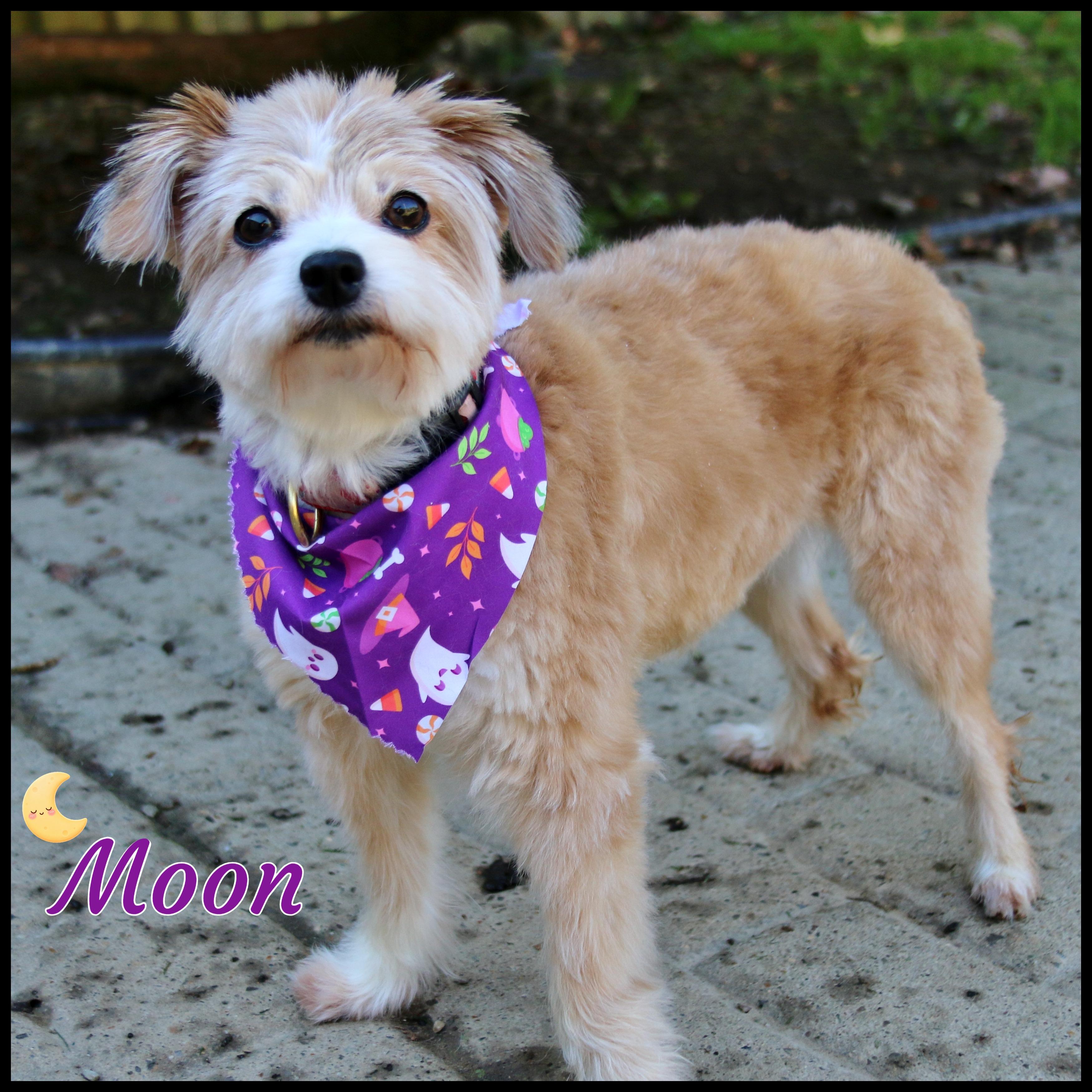 Enlarge Moon, a Adoptable mixed breed in Shippenville, PA image 3/6