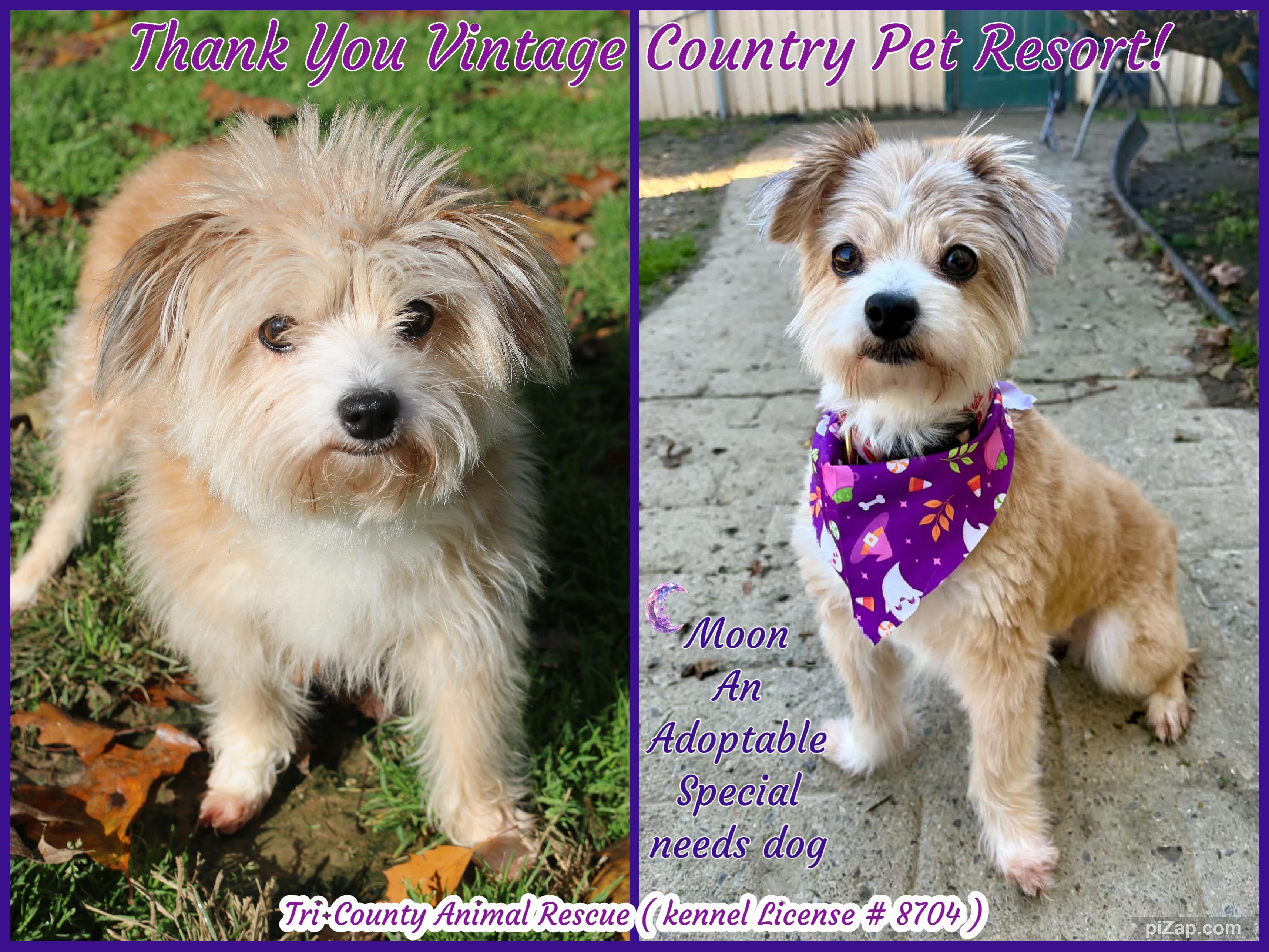 Enlarge Moon, a Adoptable mixed breed in Shippenville, PA image 4/6