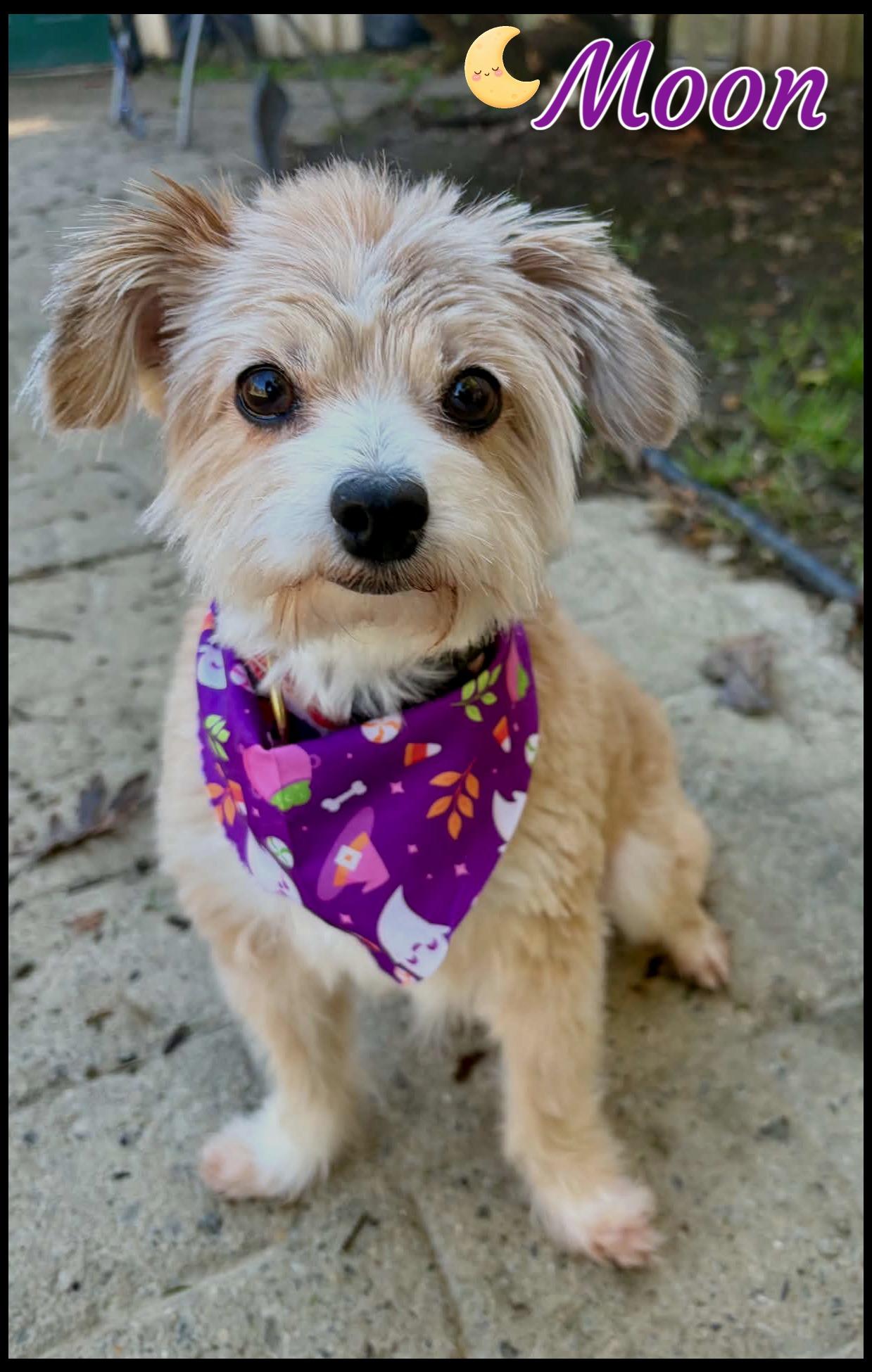 Enlarge Moon, a Adoptable mixed breed in Shippenville, PA image 1/6