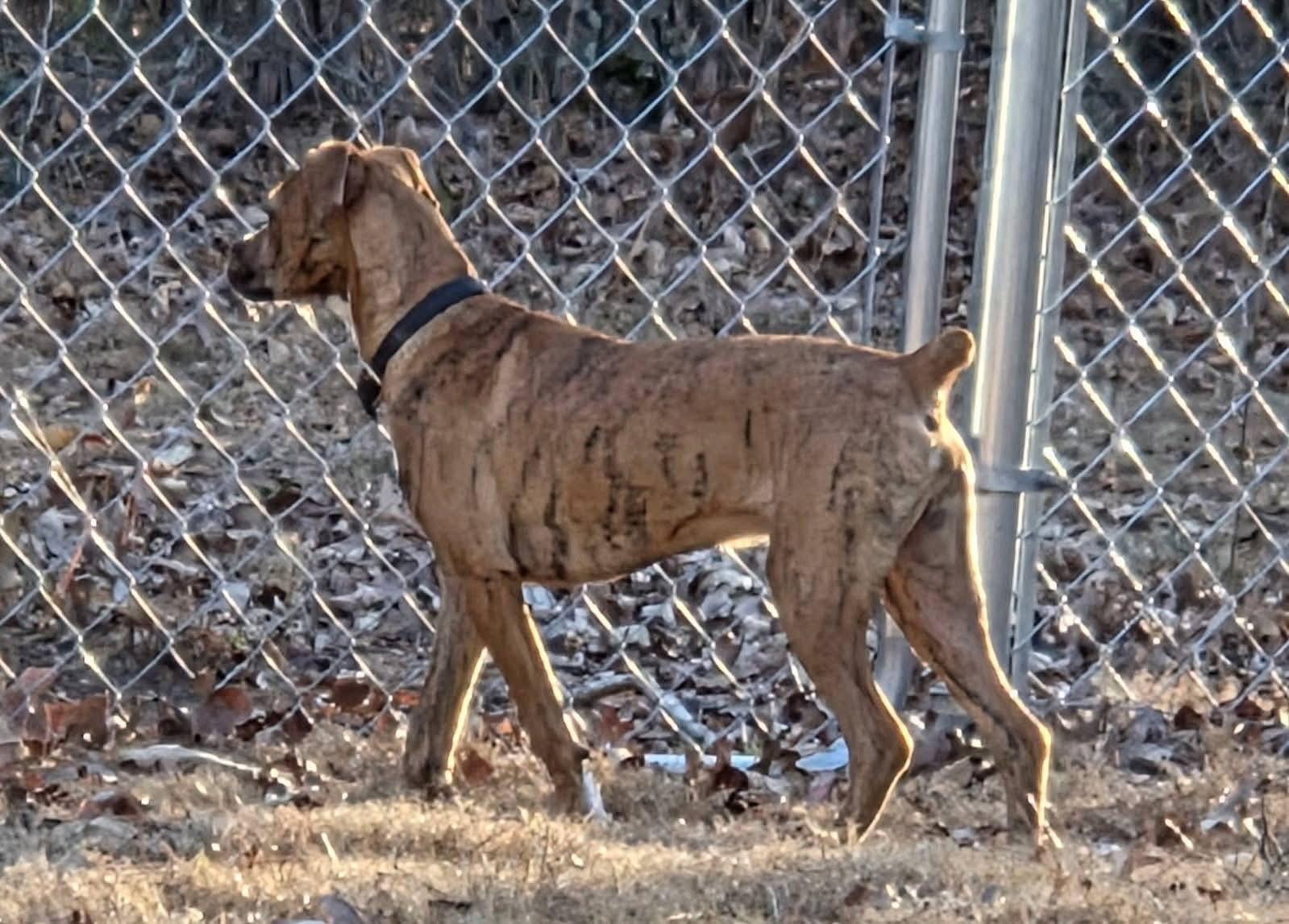 Mr. Carl Bones *in New England — thumbnail 2