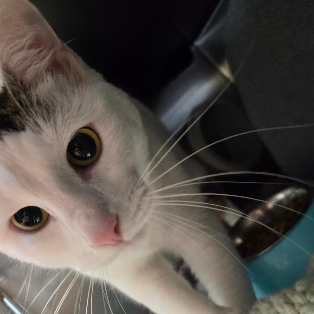 Nieve, Adoptable, Young Female Domestic Short Hair.