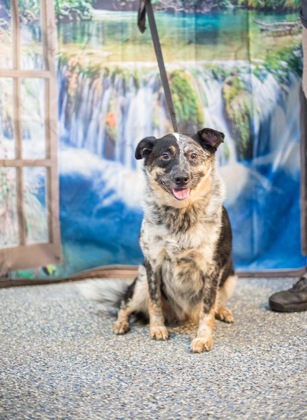 Enlarge Skylee, a ADOPTABLE Australian Cattle Dog / Blue Heeler in Elizabethtown, NC image 1/2