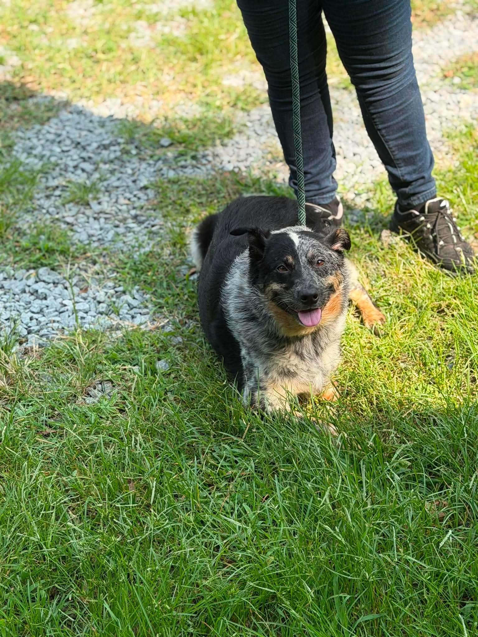 Enlarge Skylee, a ADOPTABLE Australian Cattle Dog / Blue Heeler in Elizabethtown, NC image 2/2