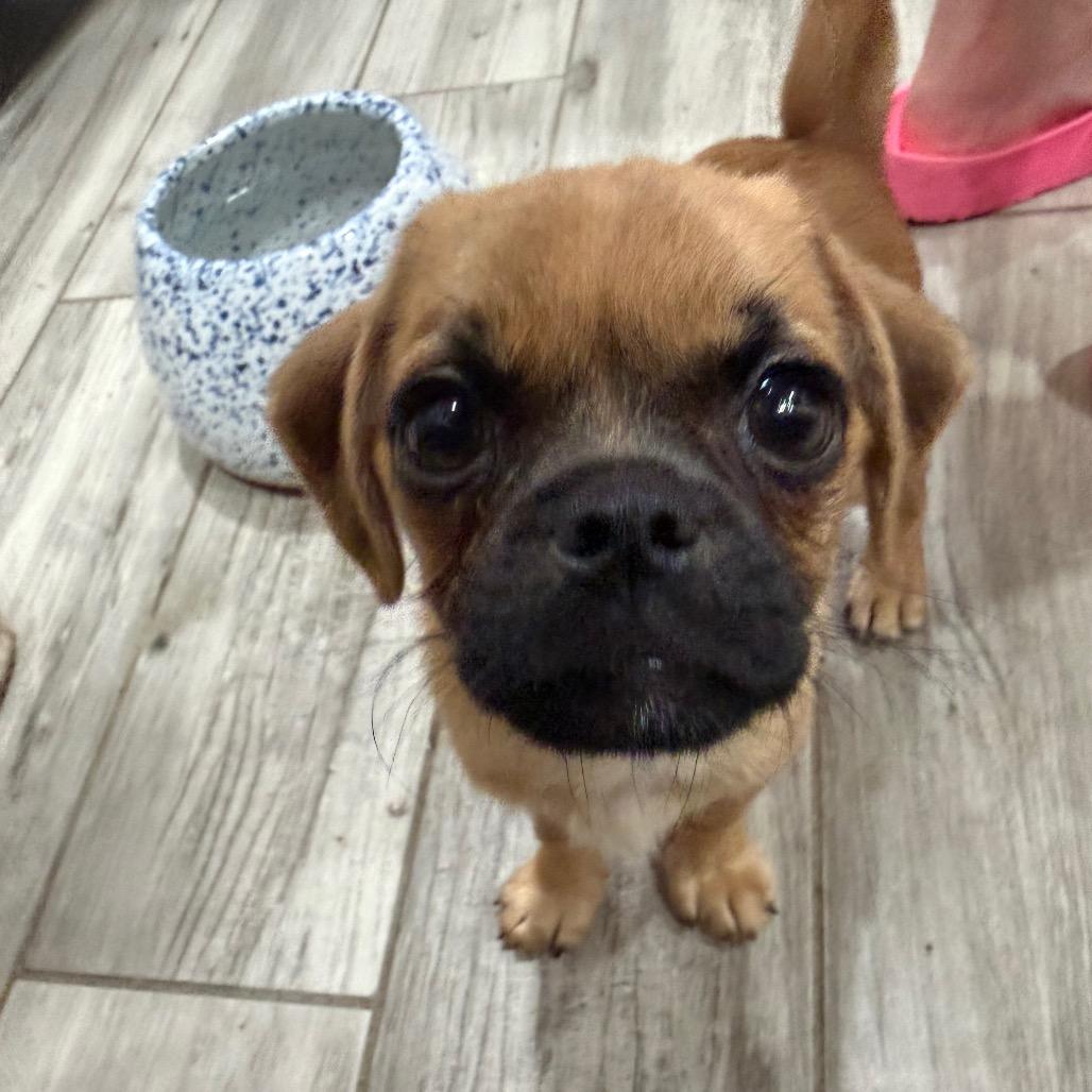 Enlarge Dolly, a Adoptable mixed breed in Phoenix, AZ image 1/3