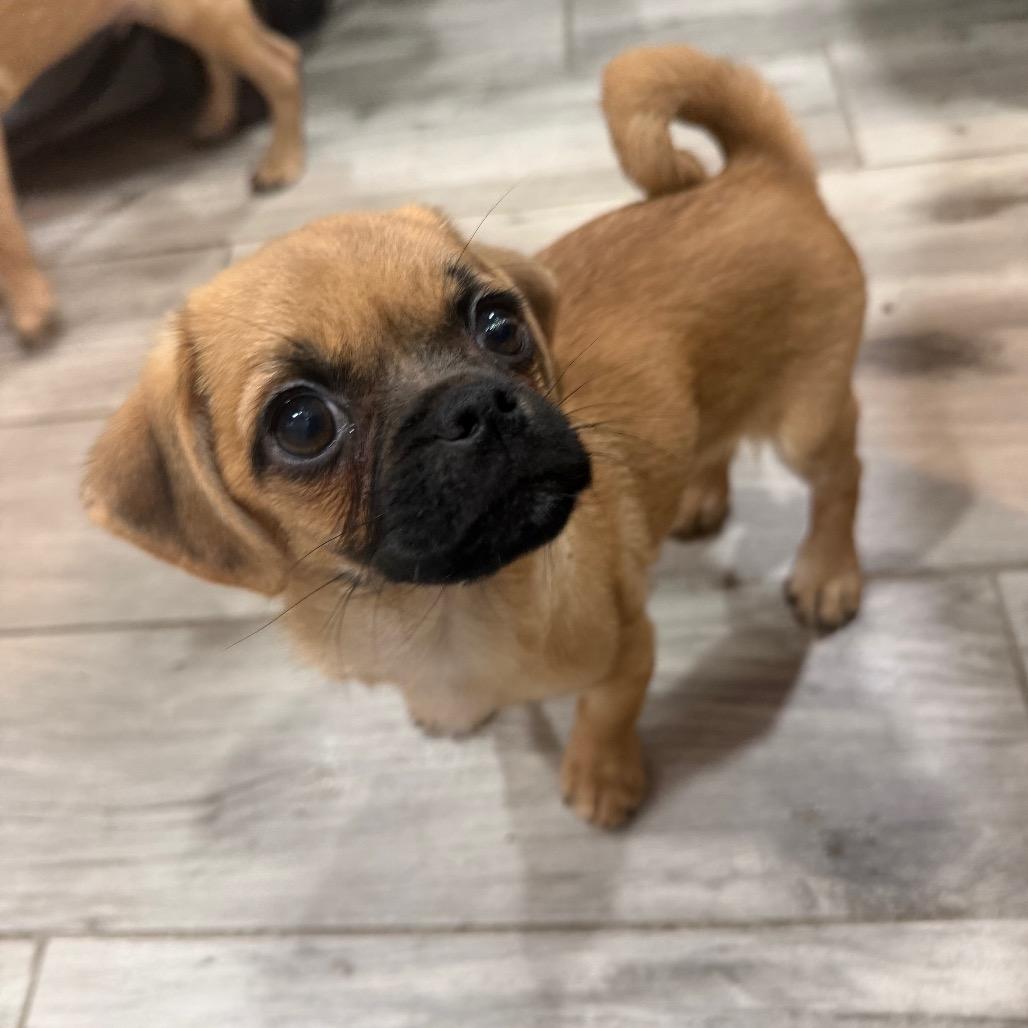 Enlarge Dolly, a Adoptable mixed breed in Phoenix, AZ image 2/3