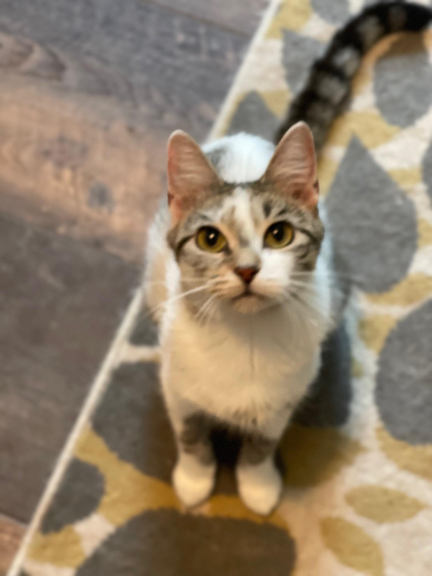Enlarge Curry Purry, an adopted mixed breed in Racine, WI image 2/3