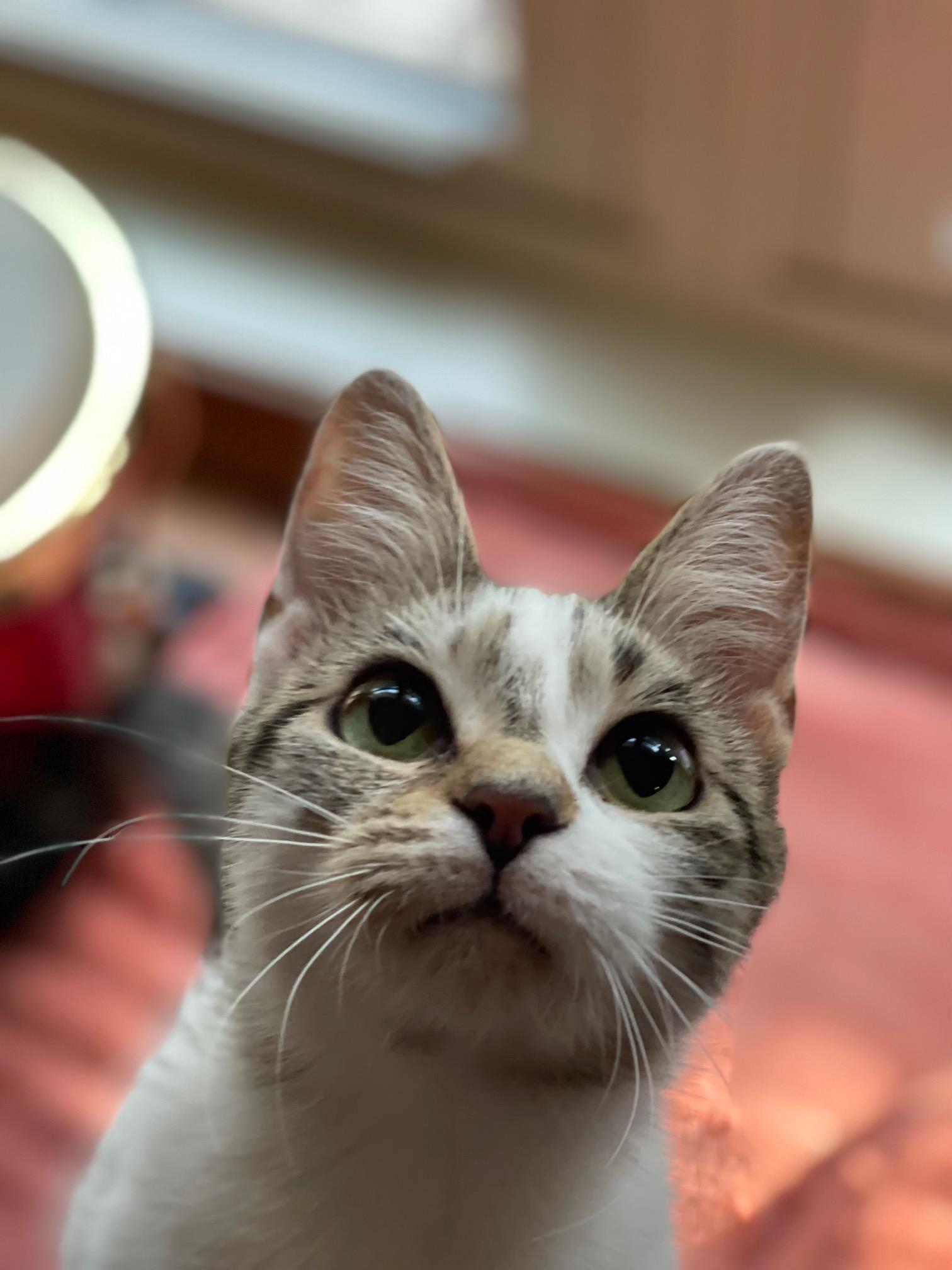 Curry Purry, adopted, Kitten Female Domestic Short Hair & Tabby.