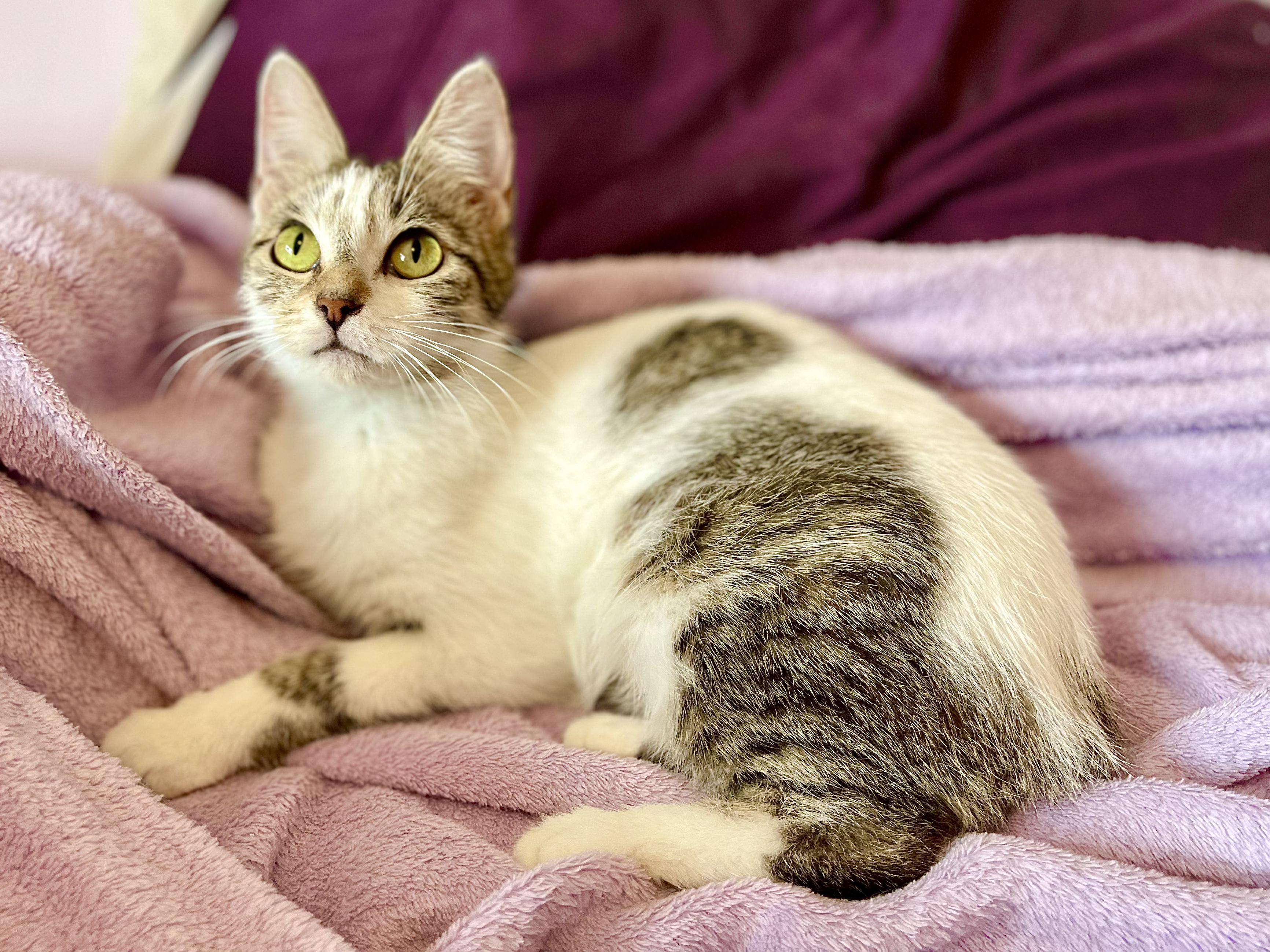 Enlarge Curry Purry, an adopted mixed breed in Racine, WI image 3/3