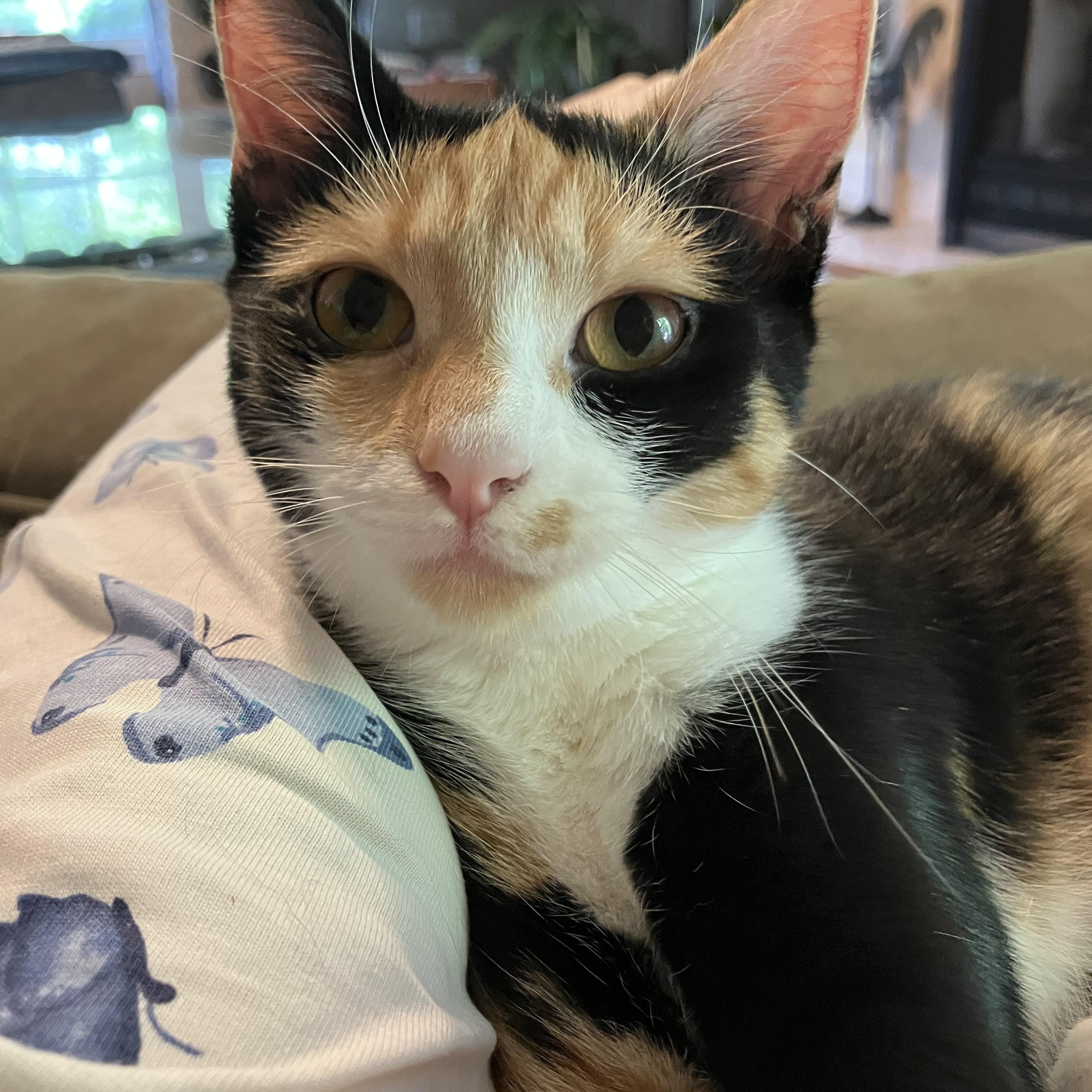 Enlarge Nova- All Suger, No Spice, a Adoptable Calico in Arlington, VA image 5/6