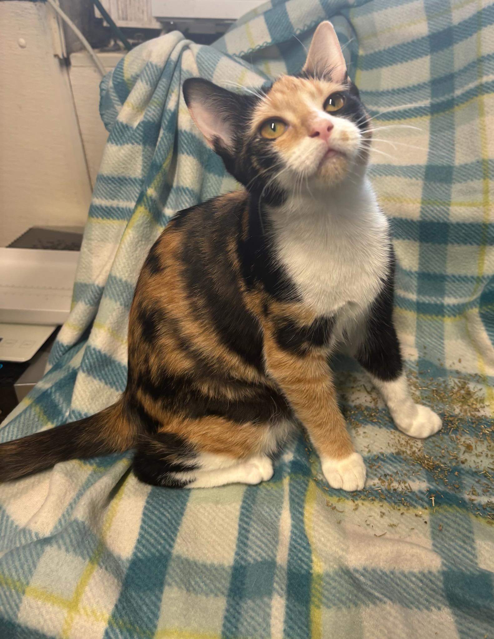Enlarge Nova-Suger, No Spice, a ADOPTABLE Calico in Arlington, VA image 2/3