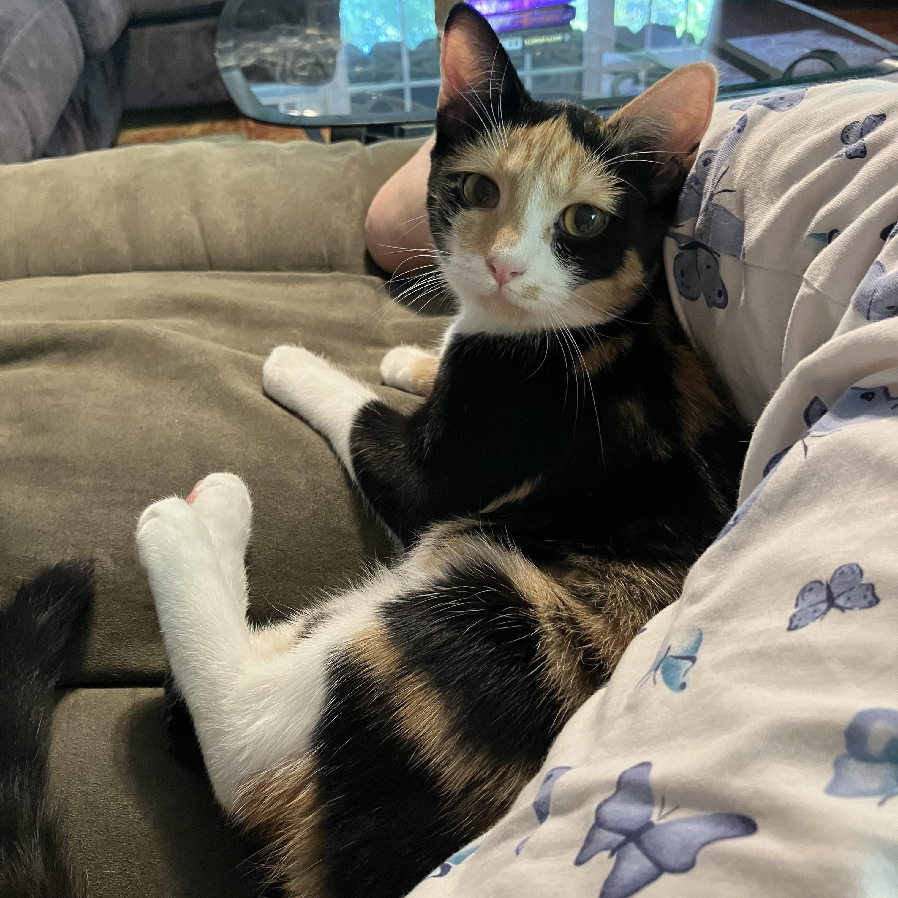 Enlarge Nova- All Suger, No Spice, a Adopted Calico in Arlington, VA image 3/6