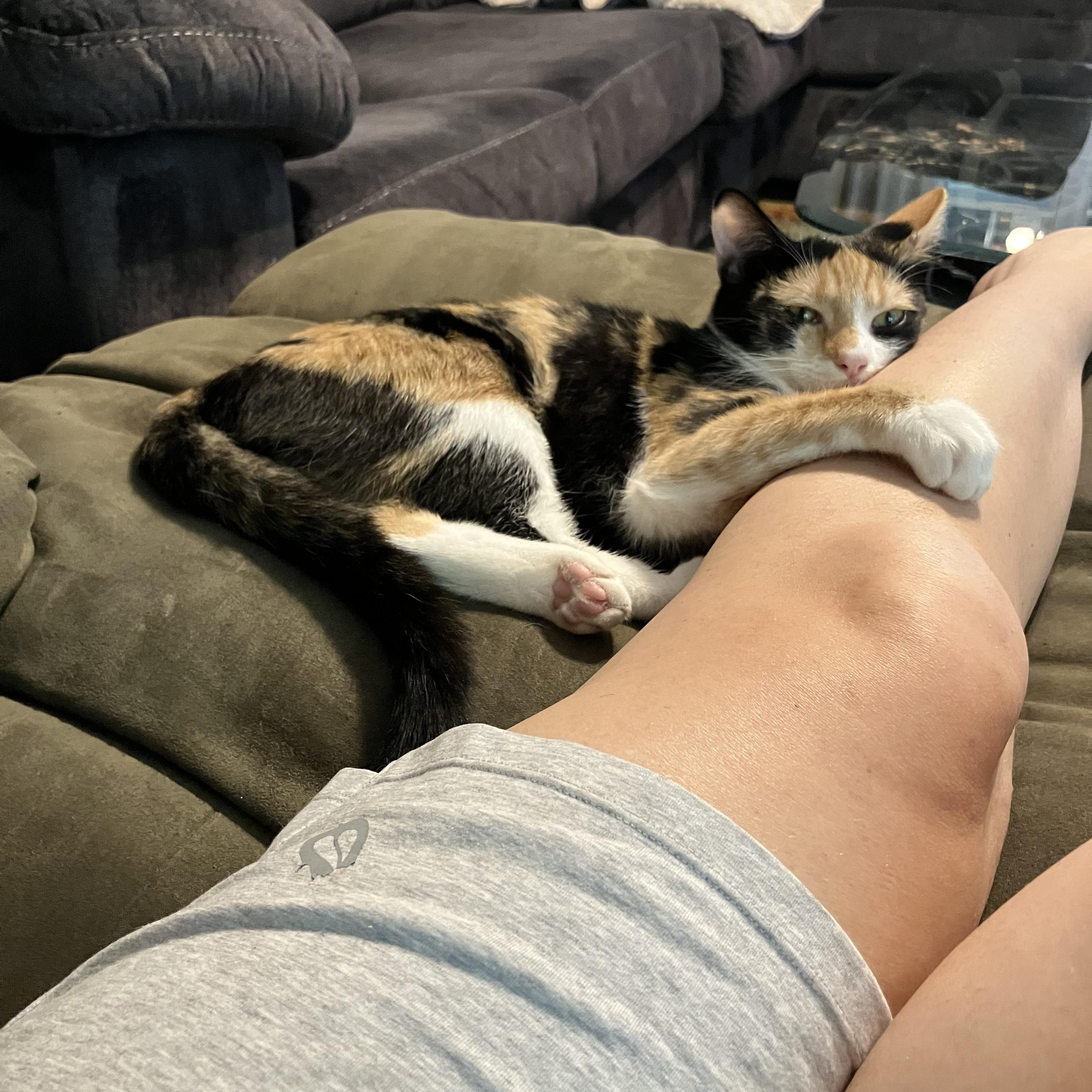 Enlarge Nova- All Suger, No Spice, a Adopted Calico in Arlington, VA image 4/6