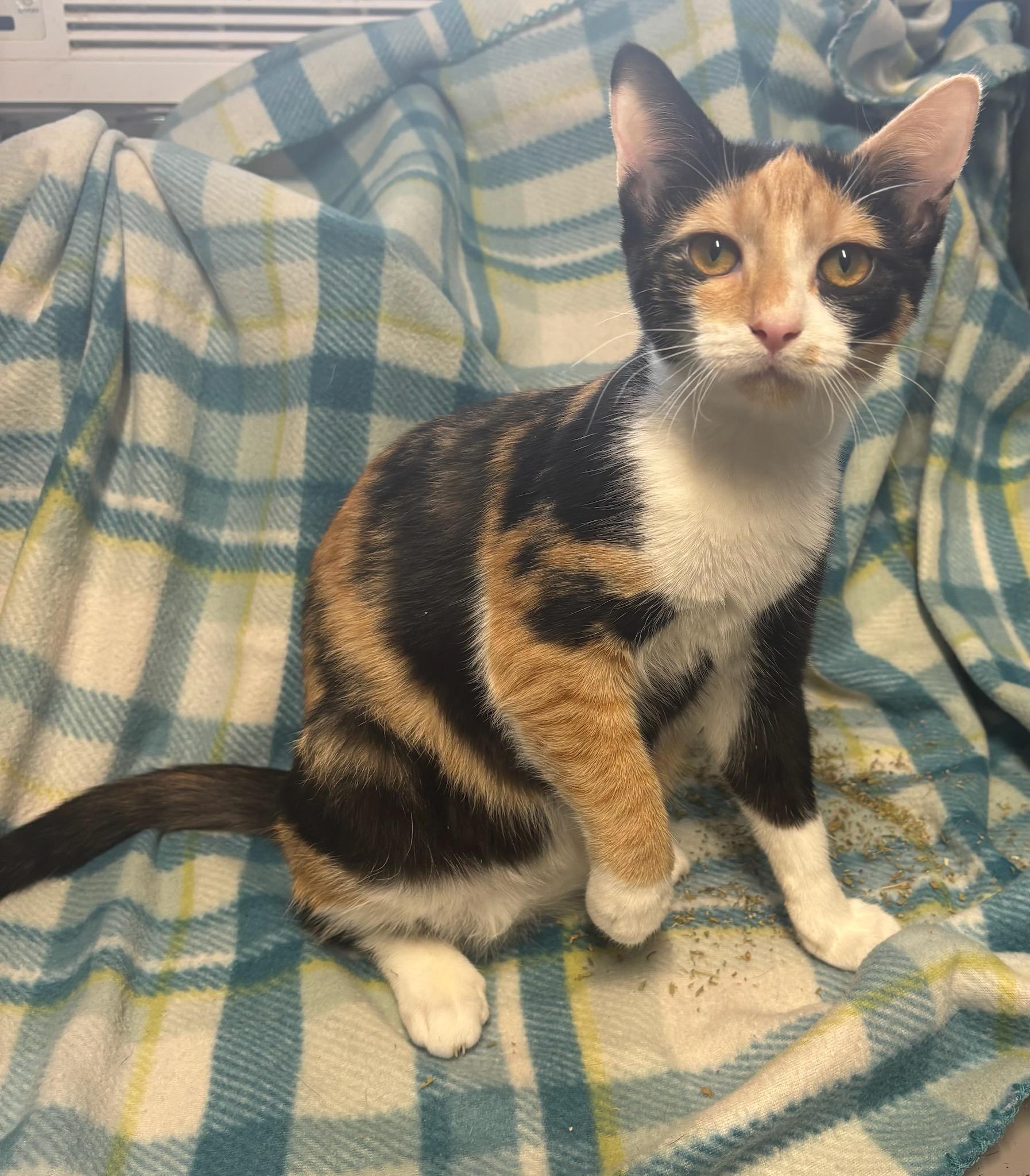 Enlarge Nova-Suger, No Spice, a ADOPTABLE Calico in Arlington, VA image 3/3