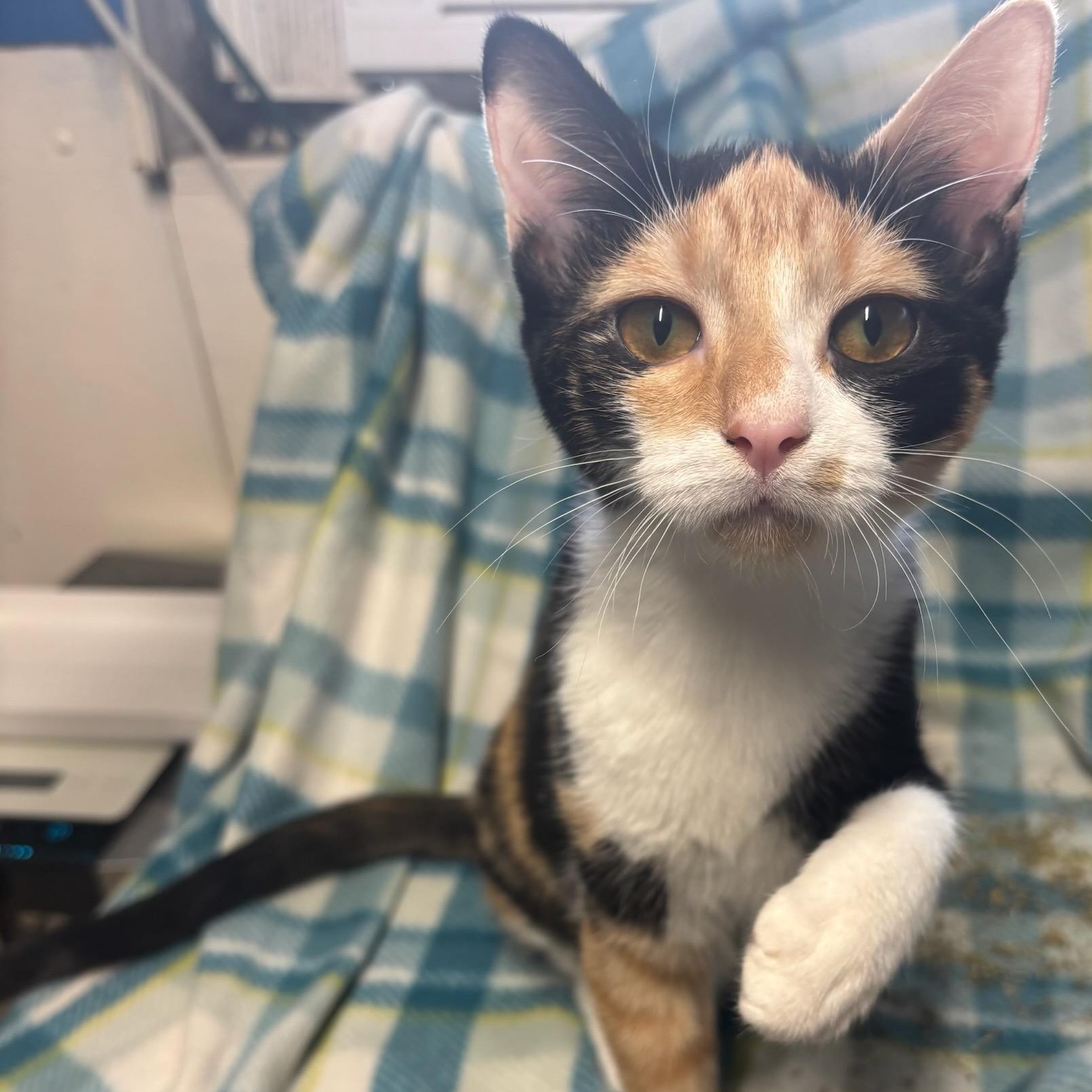 Nova-Suger, No Spice, ADOPTABLE, Young Female Calico.