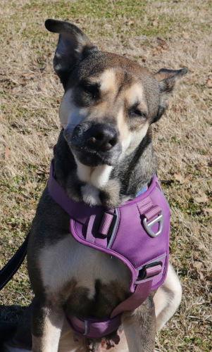 Rosie, Adoptable, Adult Female Husky.