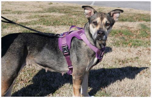 Enlarge Rosie, a Adoptable Husky in Oak Ridge, TN image 2/3