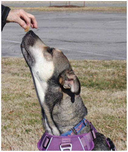 Enlarge Rosie, a Adoptable Husky in Oak Ridge, TN image 3/3
