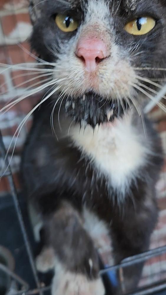 Enlarge Trooper, a Adoptable mixed breed in Ocala, FL image 1/6