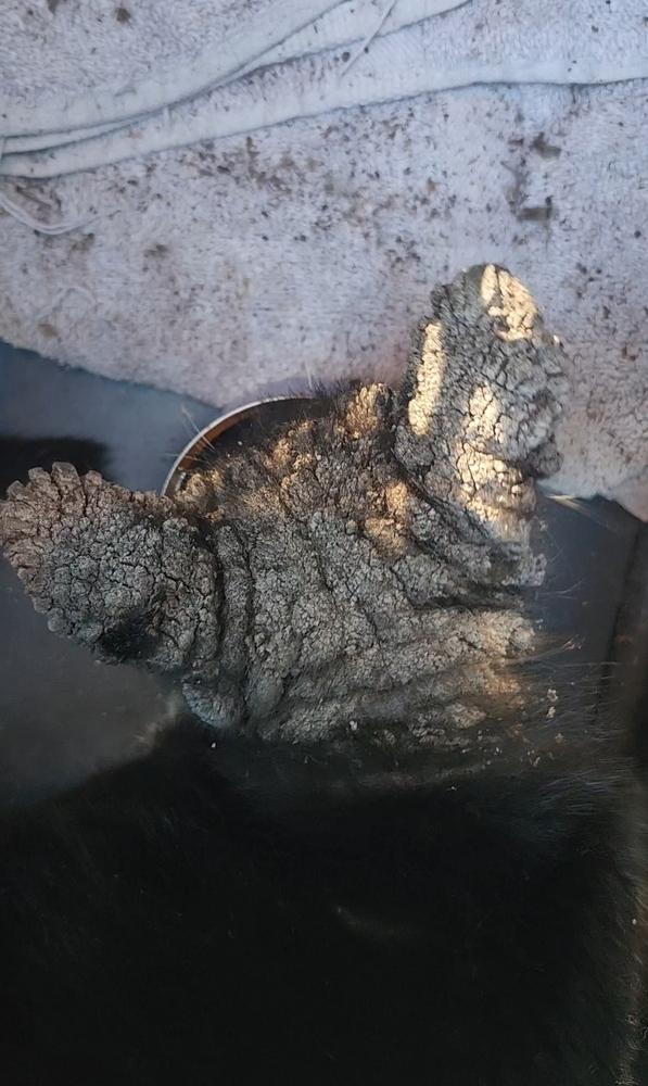 Enlarge Trooper, a Adoptable mixed breed in Ocala, FL image 2/6