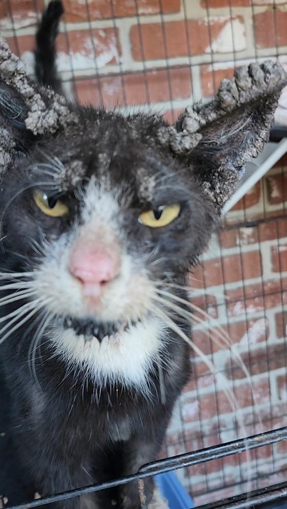 Enlarge Trooper, a Adoptable mixed breed in Ocala, FL image 3/6