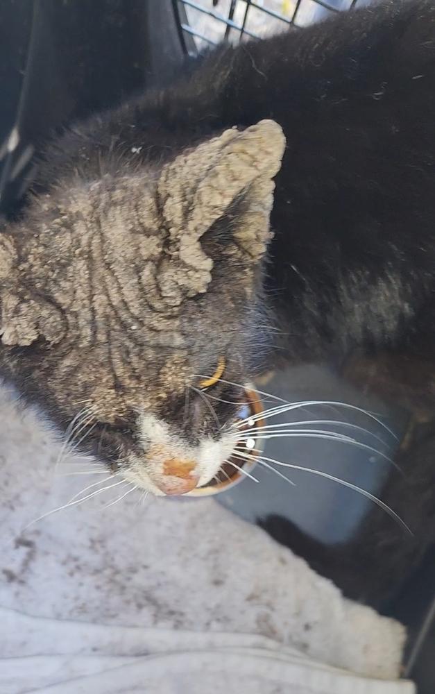 Enlarge Trooper, a Adoptable mixed breed in Ocala, FL image 4/6