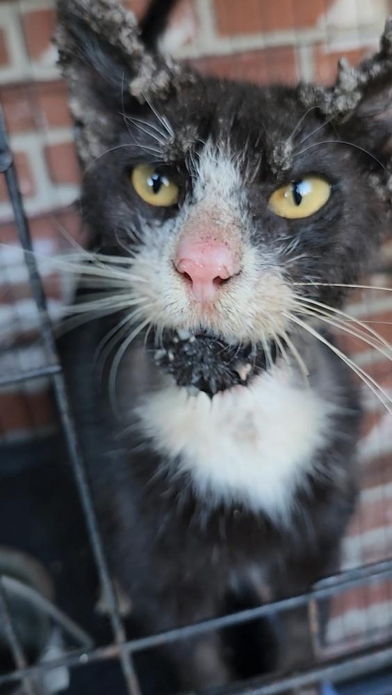 Enlarge Trooper, a Adoptable mixed breed in Ocala, FL image 5/6