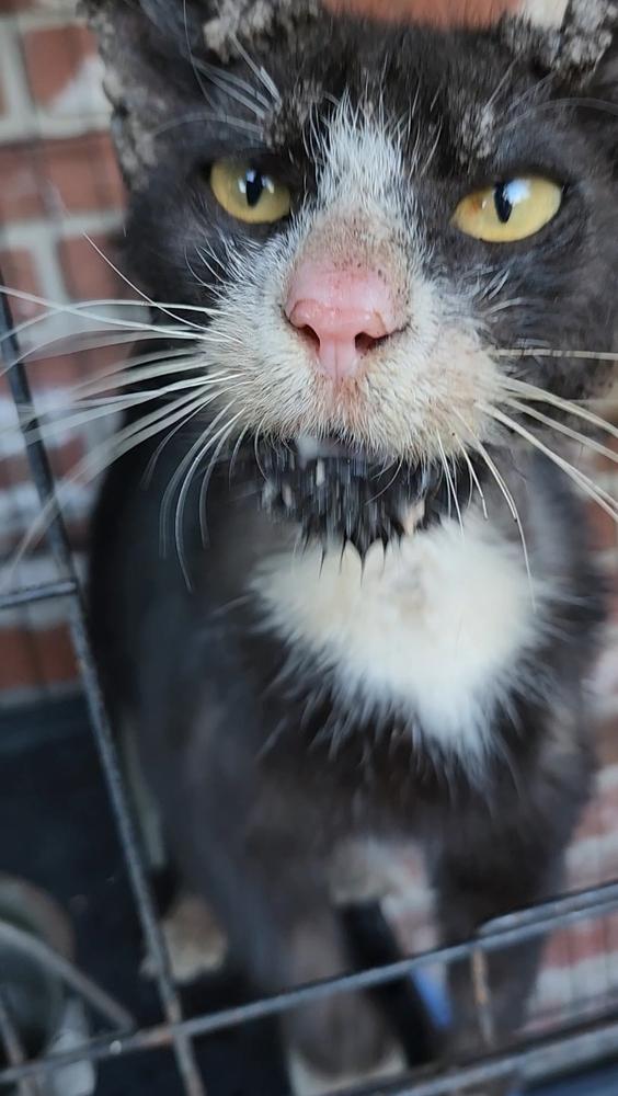 Enlarge Trooper, a Adoptable mixed breed in Ocala, FL image 6/6