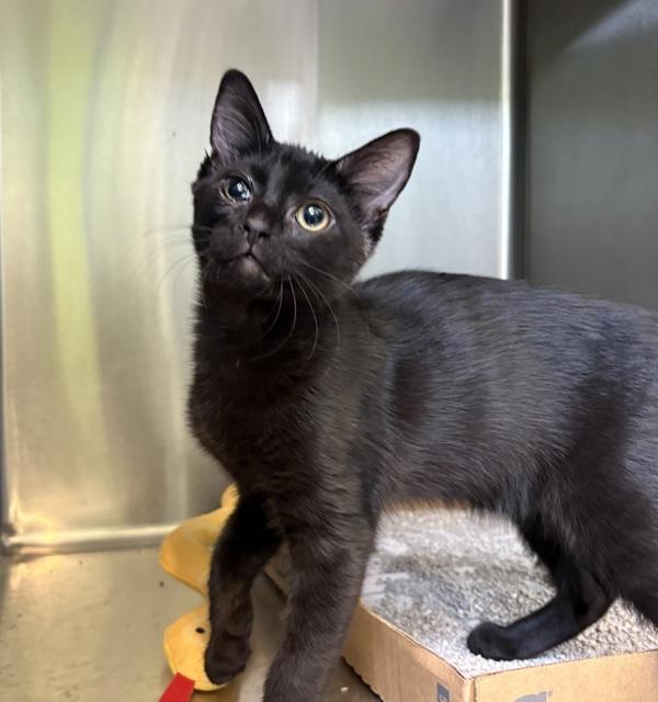 Raven, Adoptable, Kitten Female Domestic Short Hair.