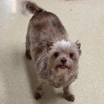 Maci, Adoptable, Senior Female Yorkshire Terrier.