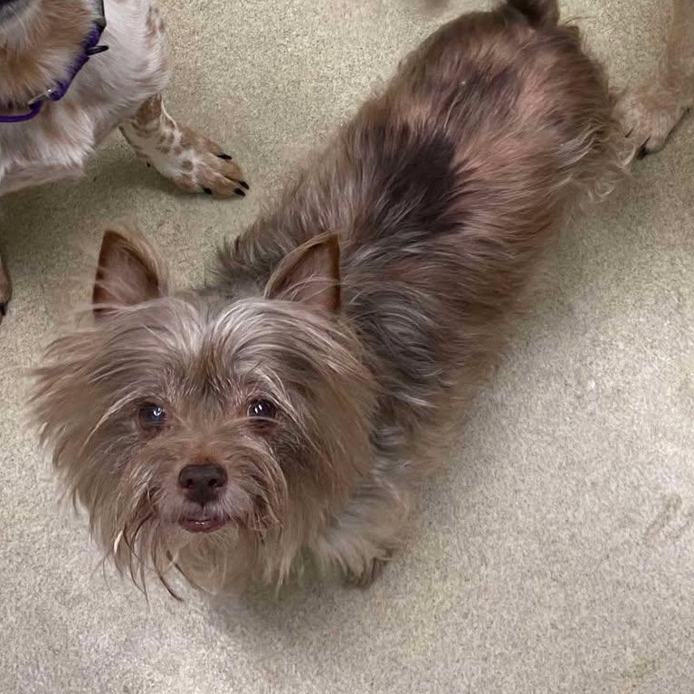 Enlarge Maci, a Adoptable mixed breed in Centralia, IL image 3/3