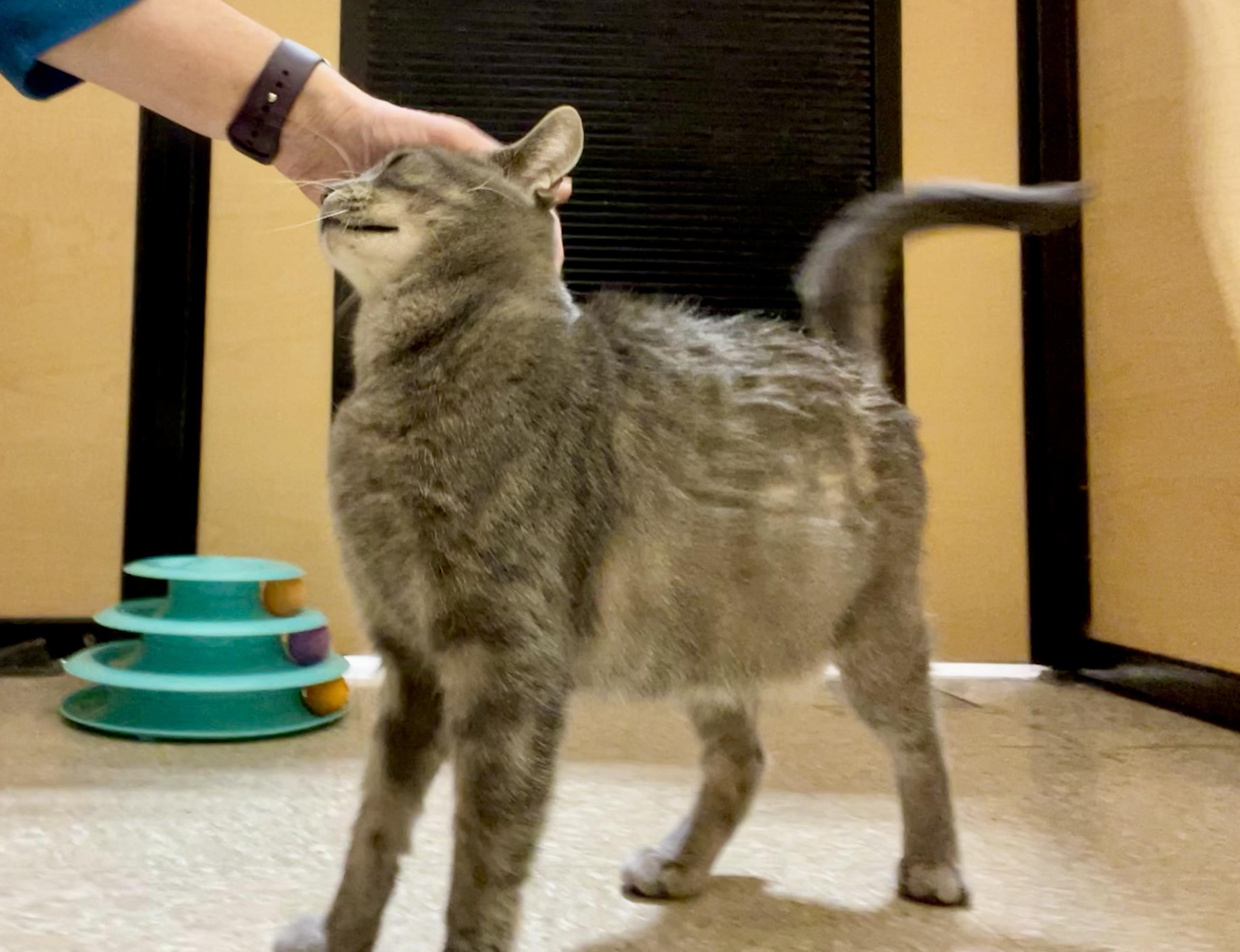 Enlarge Harmony, a ADOPTABLE mixed breed in Glenmont, NY image 4/6