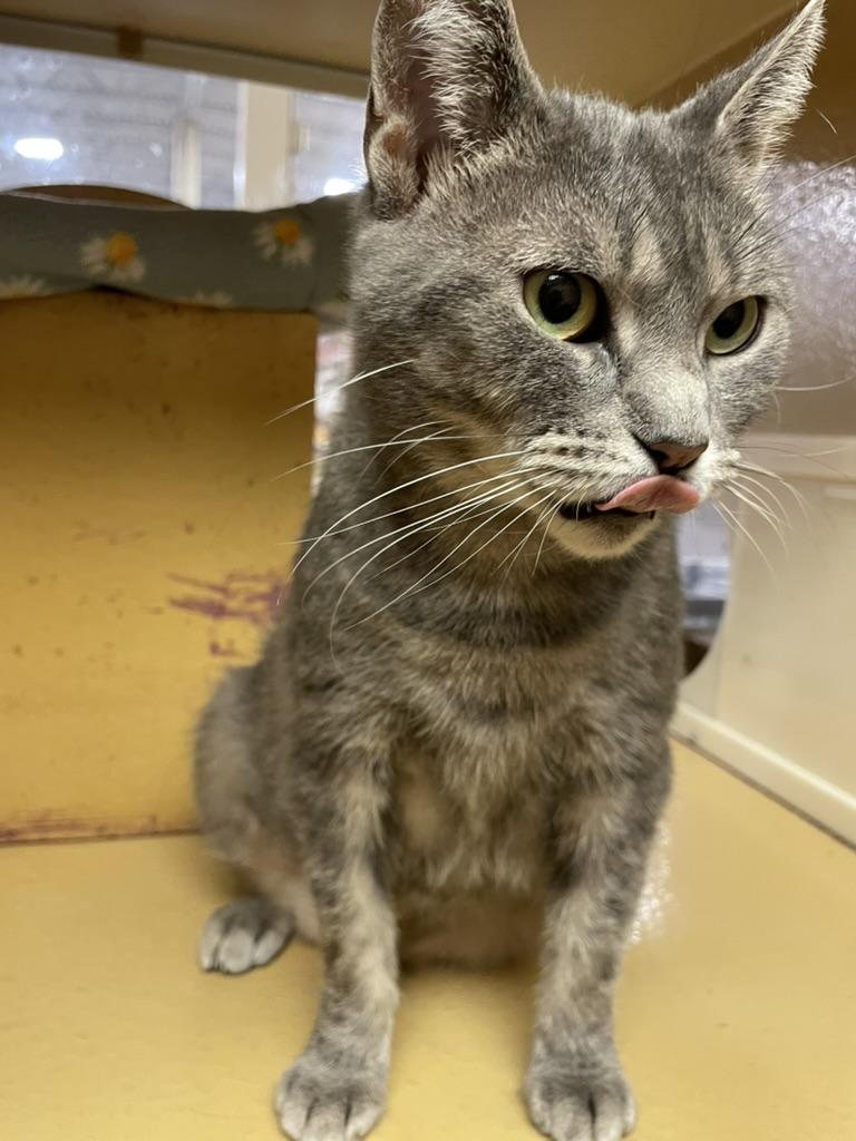 Enlarge Harmony, a ADOPTABLE mixed breed in Glenmont, NY image 3/6