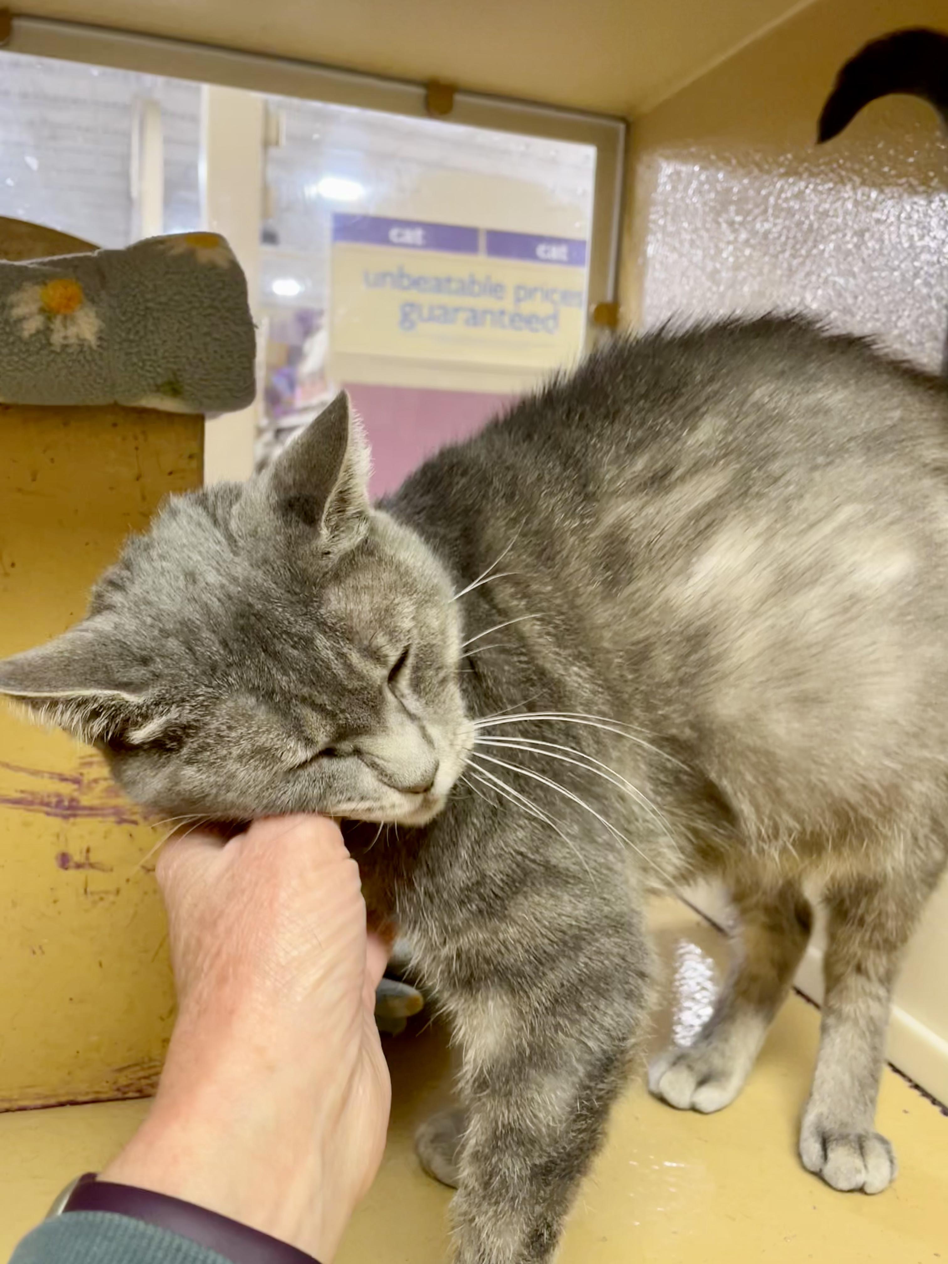 Enlarge Harmony, a ADOPTABLE mixed breed in Glenmont, NY image 6/6