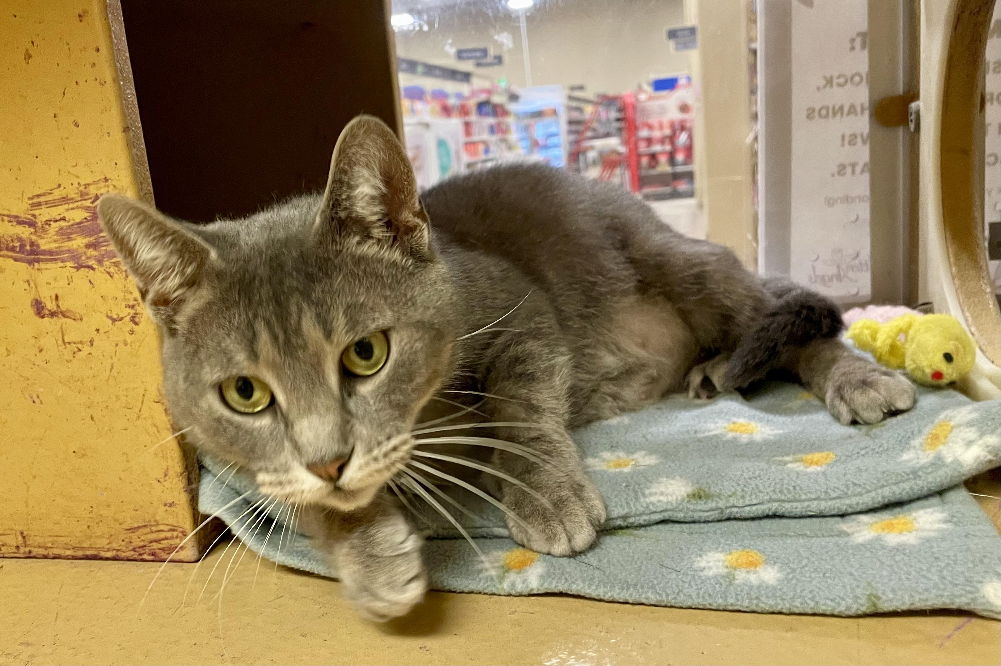 Harmony, ADOPTABLE, Young Female Domestic Short Hair.