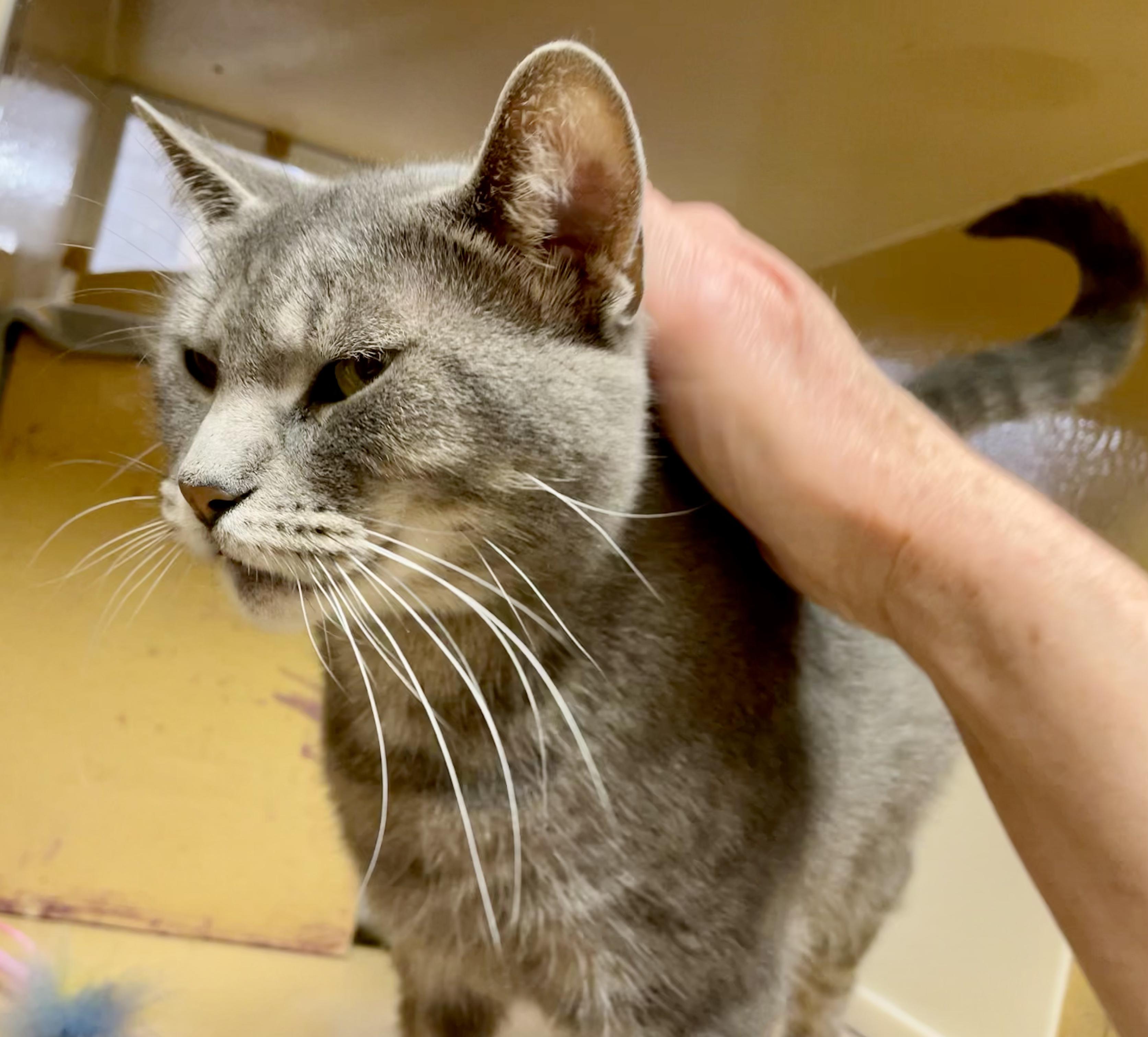 Enlarge Harmony, a ADOPTABLE mixed breed in Glenmont, NY image 2/6