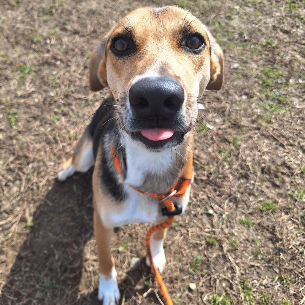 Cosmic Brownie, a ADOPTABLE Mixed Breed in Cape Girardeau, MO image 4/4