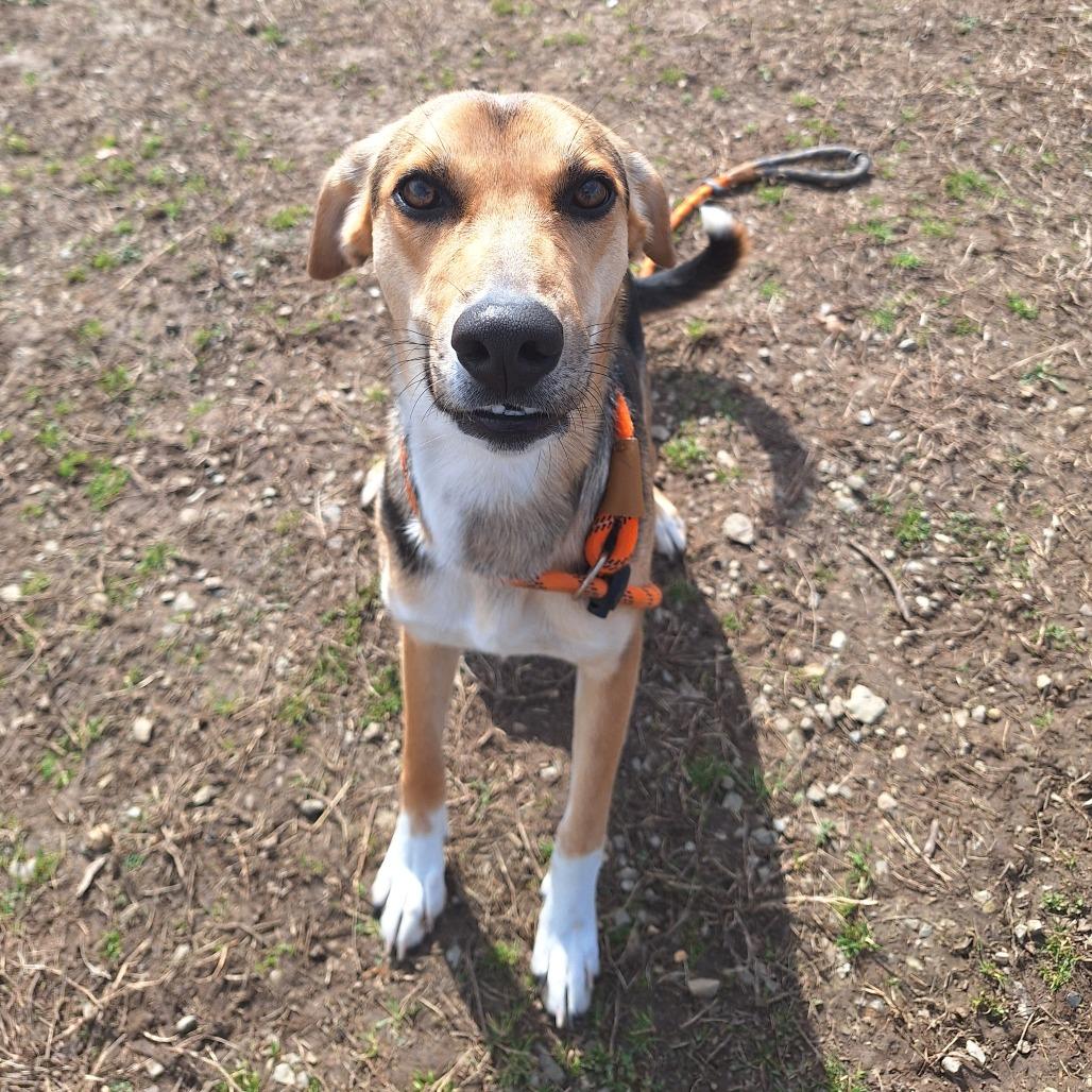 Cosmic Brownie, a ADOPTABLE Mixed Breed in Cape Girardeau, MO image 2/4
