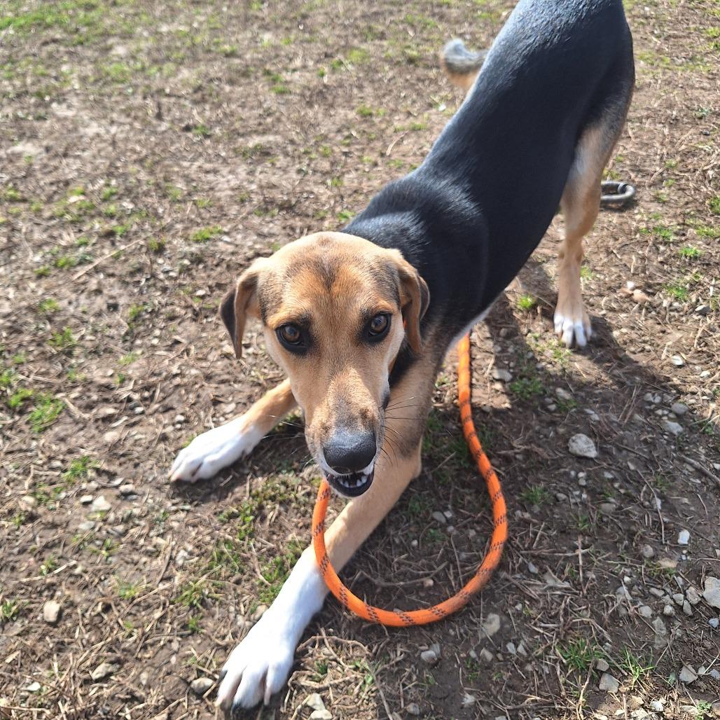 Cosmic Brownie, a ADOPTABLE Mixed Breed in Cape Girardeau, MO image 3/4