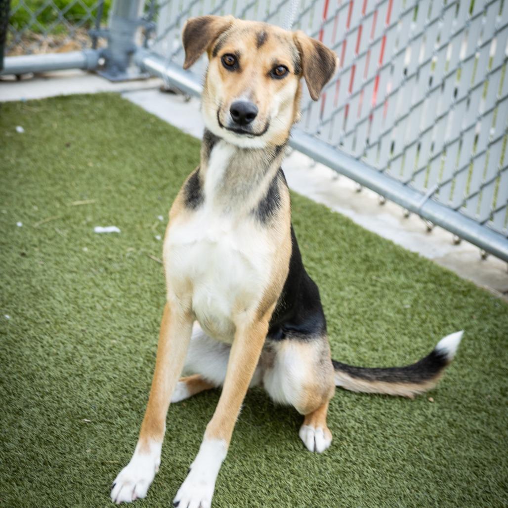 Cosmic Brownie, a ADOPTABLE Mixed Breed in Cape Girardeau, MO image 1/4
