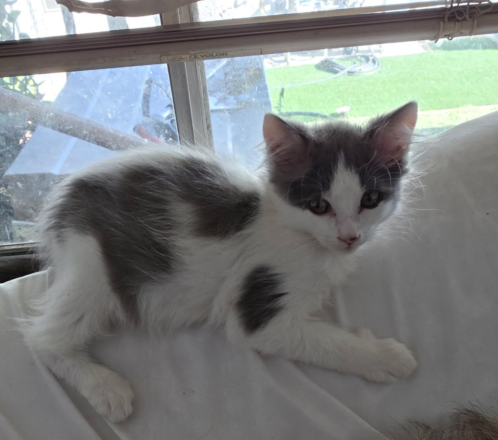 Enlarge Gracie, a Adoptable Domestic Medium Hair in Santa Rosa, CA image 2/3