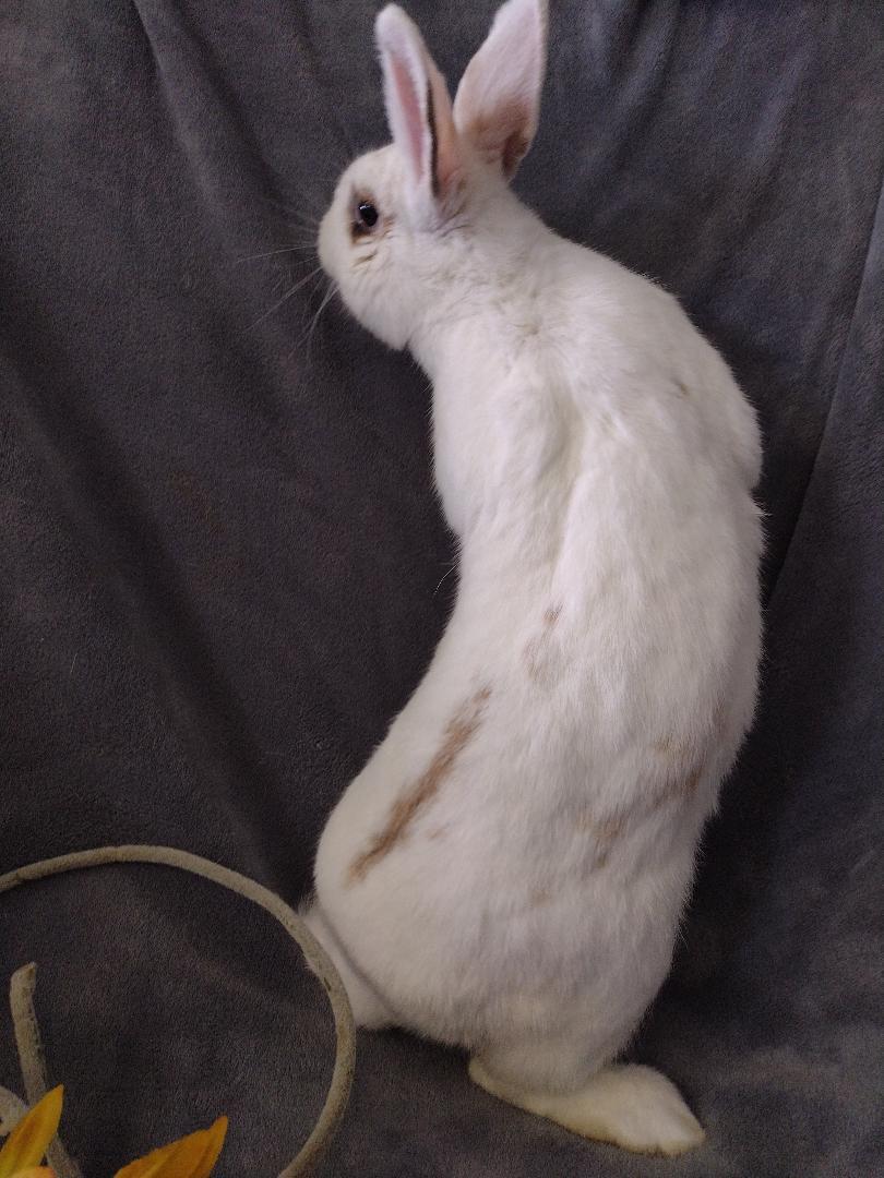 Enlarge Adelaide, a Adoptable American in Plymouth, MI image 4/4