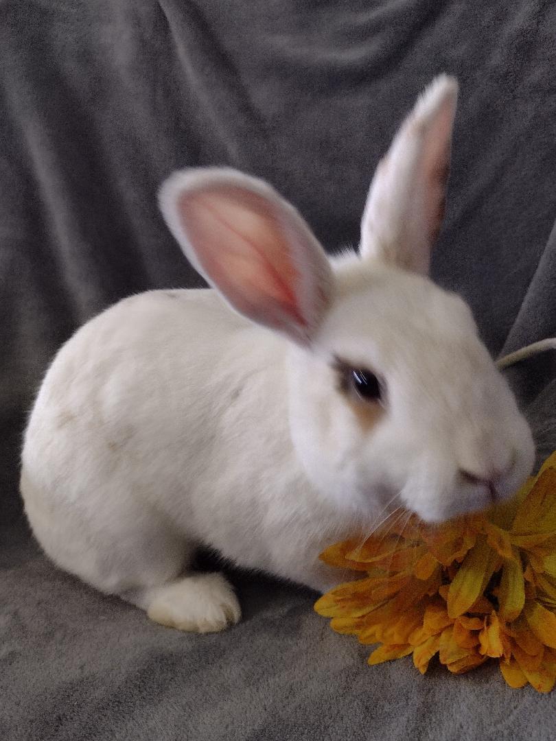 Adelaide, Adoptable, Adult Female American.