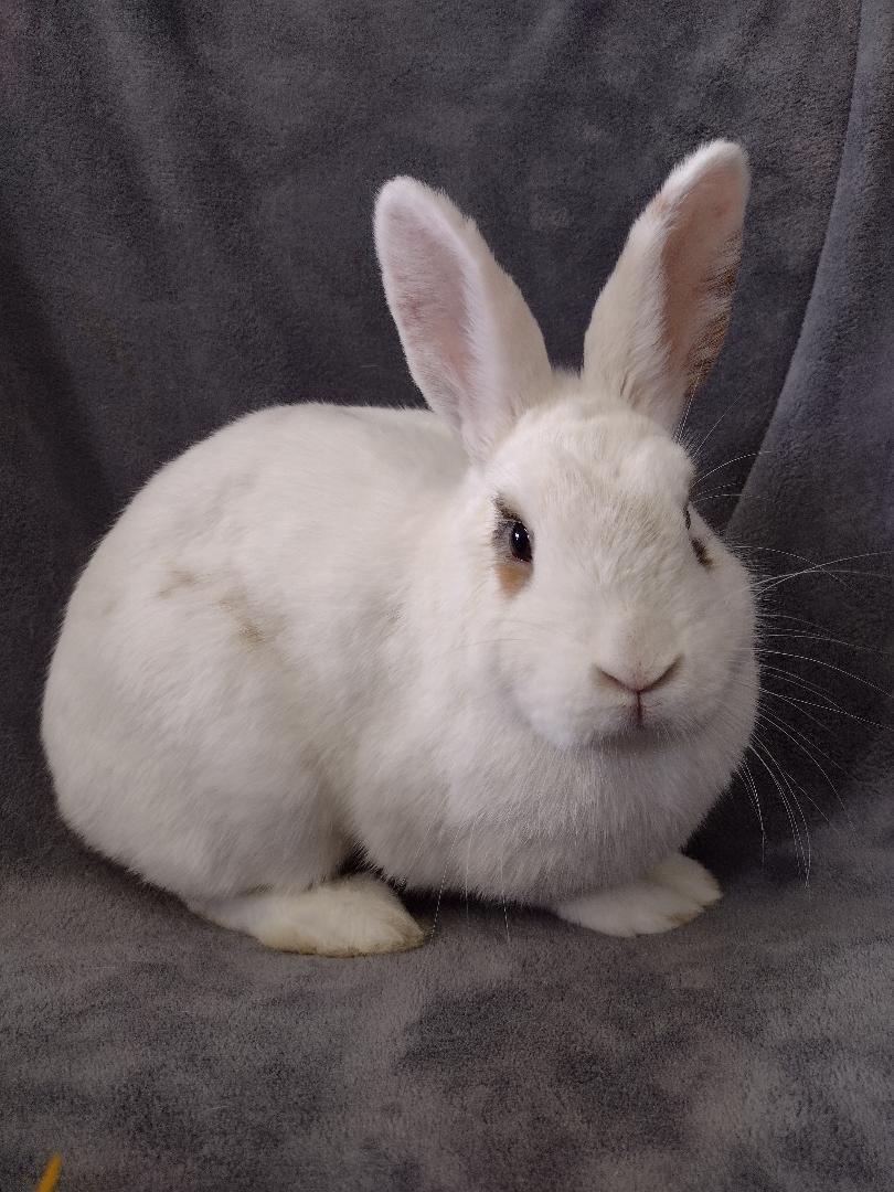 Enlarge Adelaide, a Adoptable American in Plymouth, MI image 3/4