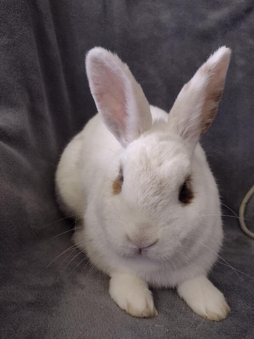 Enlarge Adelaide, a Adoptable American in Plymouth, MI image 2/4
