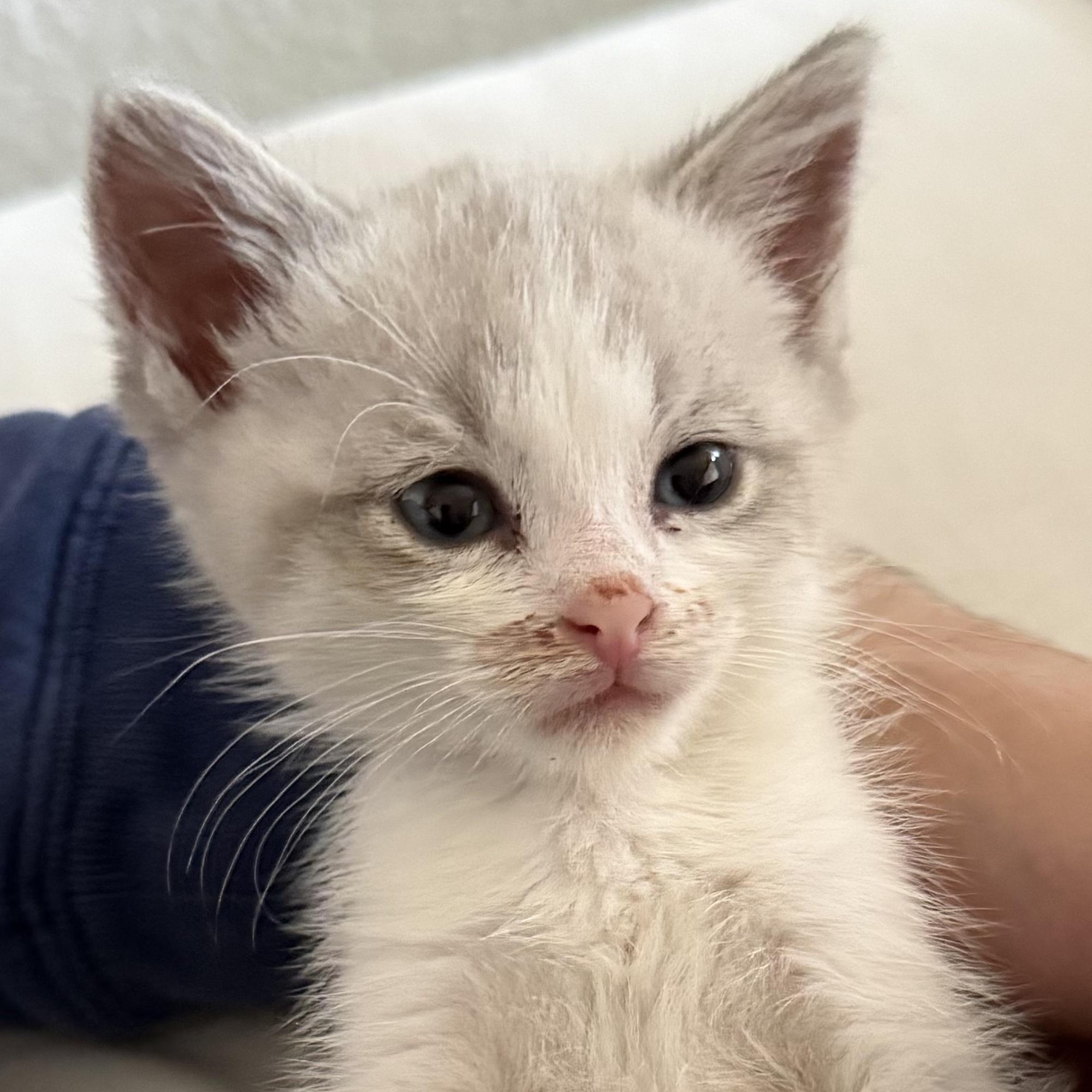 Sticker, Adoptable, Kitten Male Domestic Short Hair.
