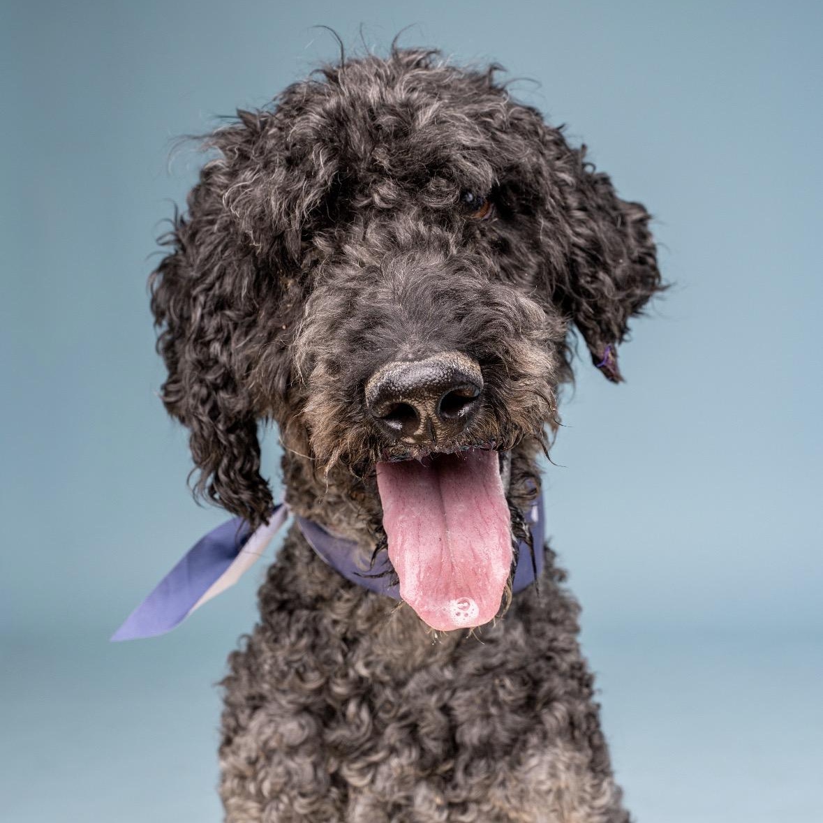 Briggs, Adoptable, Adult Male Standard Poodle.
